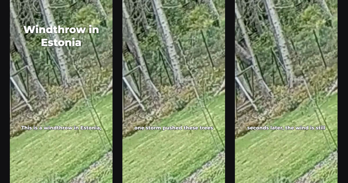 Three frames from a vertical MP4 saved by the Modisign MCP server: the title Windthrow in Estonia with a Clean caption, then Clean captions from the first and second clip over forest footage
